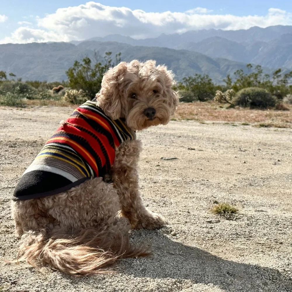 Pendleton National Park Dog Vest Acadia